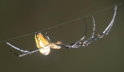 Leucauge granulata
